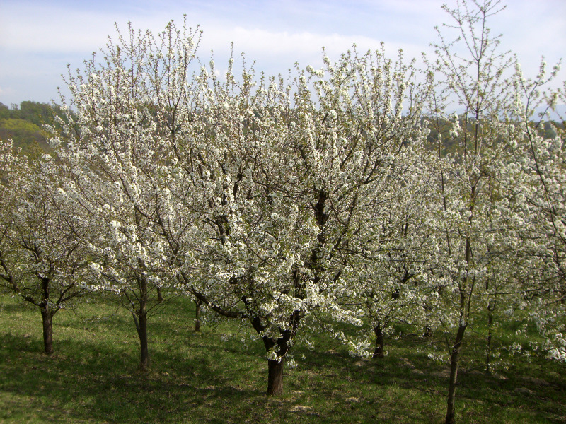 Fruitbomen in bloesem